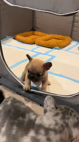 Tommy is still looking for his forever home! He is a coco sable French bulldog puppy. He is almost 6 weeks old. Ready to go home on May 5th. He loves to play but also loves to snuggle! You get the best of both worlds with him🥰 He is 5 panel health clear. He comes with a one year health guarantee. His DNA is atay coco Bb Dd EmEm. He is an El Camino grandson! He has a big head, great spread on his shoulders, and a super tiny back! Message to see more pictures/videos of him. We are located in Green Bay, Wisconsin! Visit our website (link in bio) to fill out a puppy application for him😁 #frenchbulldogforsale #frenchiesforsale #frenchiepuppyforsale #frenchbulldogpuppyforsale #frenchiesoftiktok #fawnfrenchie #puppylove #frenchbulldogbreeder #fureverhomeneeded #greenbay #wisconsin #doorcounty #elmgrove #lakegeneva #whitefishbay #kohler #milwaukee #upnorthwisconsin  #upnorth #wisconsinfamily #appletonwisconsin #eauclaire #bayfield #apostleislands #campingwithdogs #hikingwithdogs #frenchielove #kayakingwithdogs #paddleboarding #frenchbulldogpuppy #frenchiepuppy #standardfrenchbulldog #frenchbulldogsoftiktok #puppylife #doglife #wausauwisconsin #stevenspoint #lacrossewisconsin 
