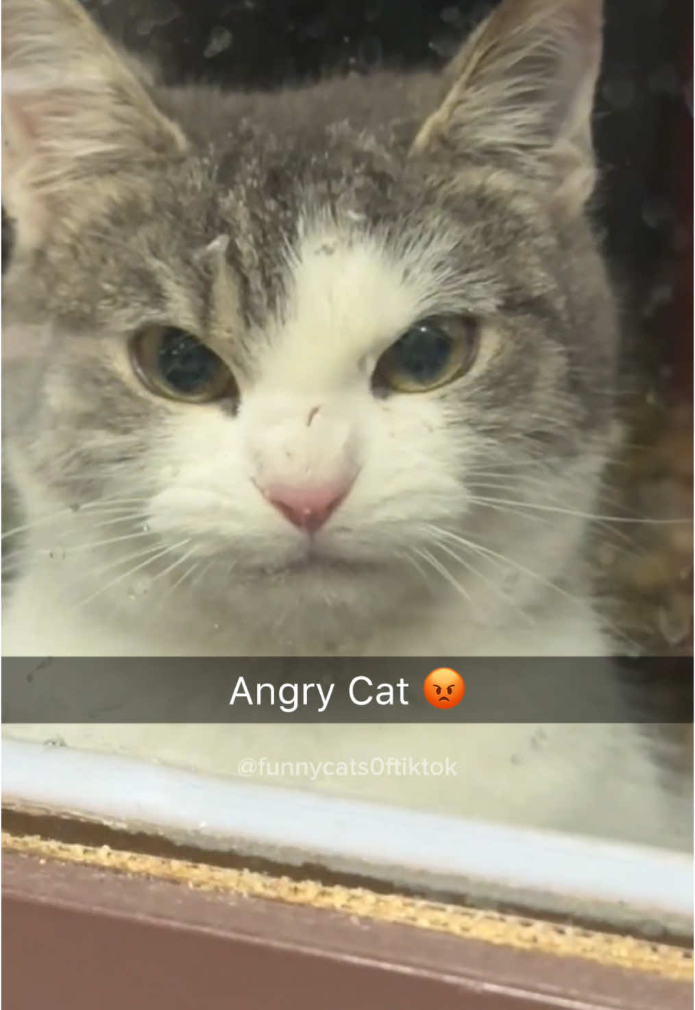 Part 76 | Funny cat videos #funnycats #funnyanimals #funnypets 