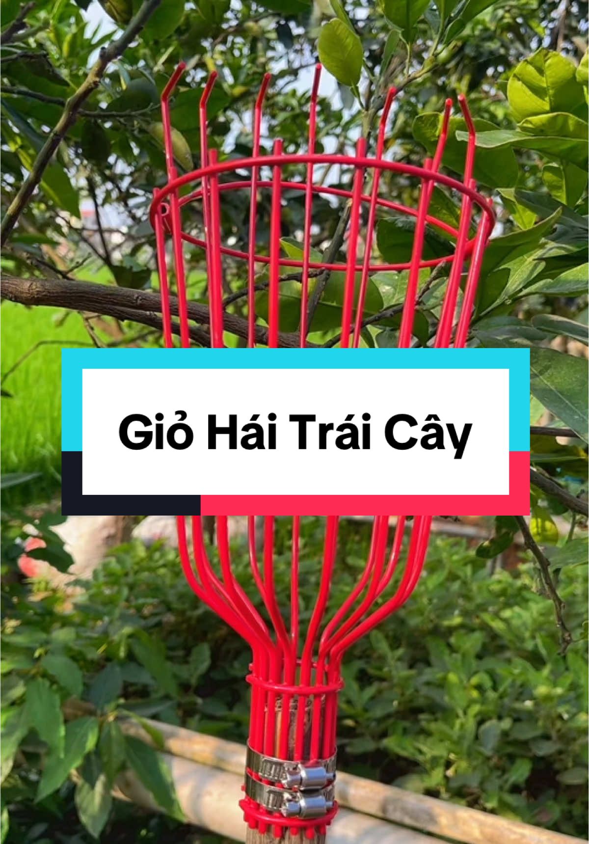 Giỏ Hái Trái Cây #giohaitraicay #xuhuong #dungcutienich #dodungtienich 