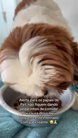 #cachorros #shitzu #alerta 