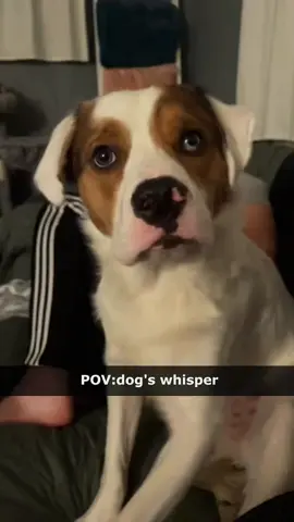 Try not to laugh 😂😂😂 #animals #funny #pet #dog #funnyanimals #funnyvideos #haha #dogsoftiktok #cat #funnypets #PetsOfTikTok 