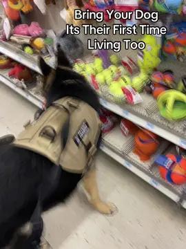 He loves to go shopping 😉 #germanshepherd #gsd #tractorsupply #dogsoftiktok 