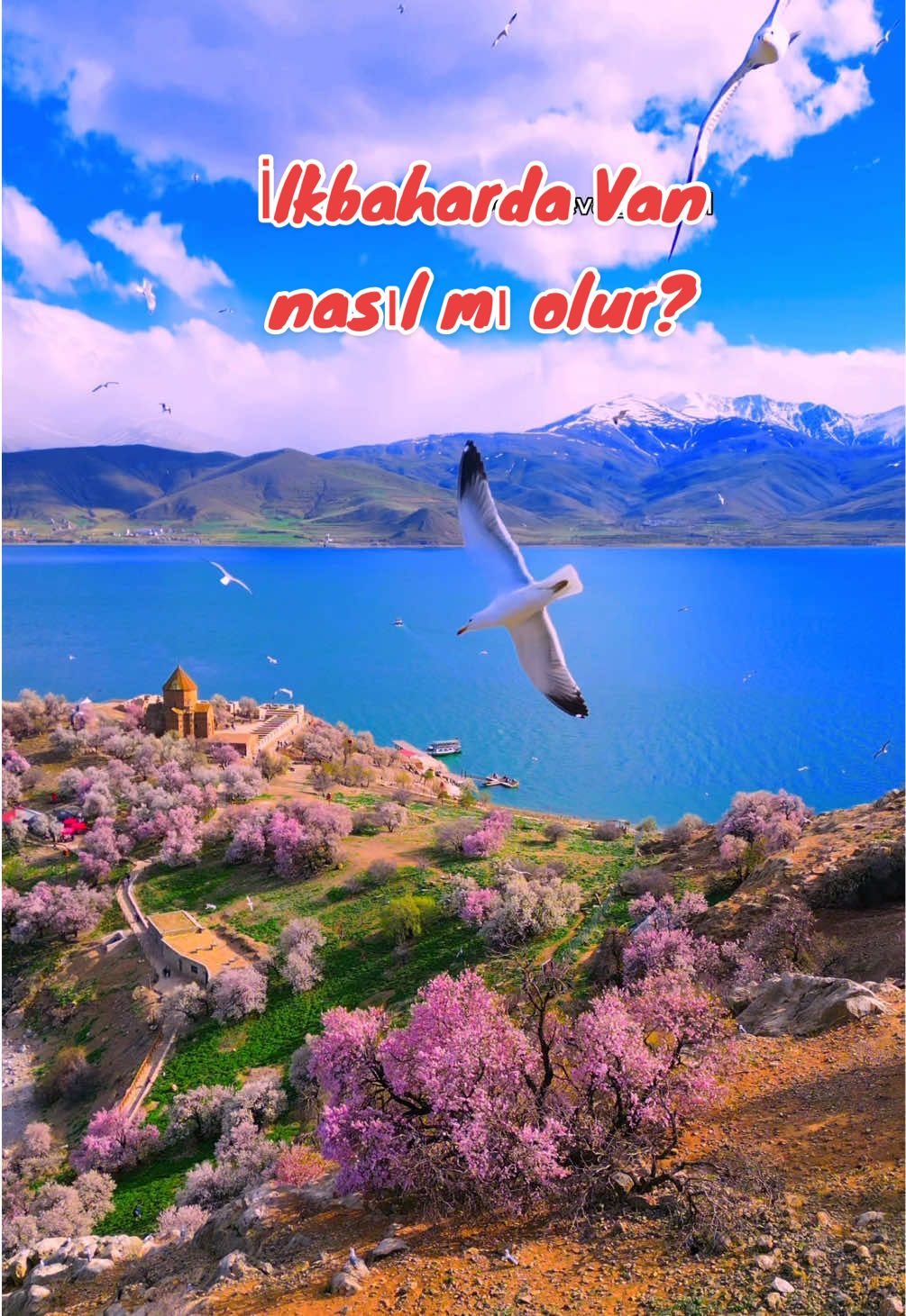 Van ülkesine ilkbahar geldi☺️💕 Van nasıl güzel oldu böyle☺️ Zaten güzeldi daha da güzel oldu, sanki masal diyarına döndü😍 Akdamar adası, Çarpanak burnu ve Edremit’te nisan ayının gelmesiyle badem ağaçları çiçek açtı. Her yer pespembe oldu🌸 Çok güzel değil mi? #van #türkiyem #doğuanadolu #akdamaradası #vangölü #bademçiçeği #çarpanakadası #edremit 