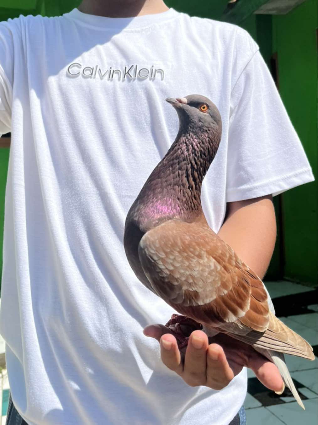 Jj in dulu 😎 #bismillahfypシ #burungdara #merpatiplontang #garongmerpati 