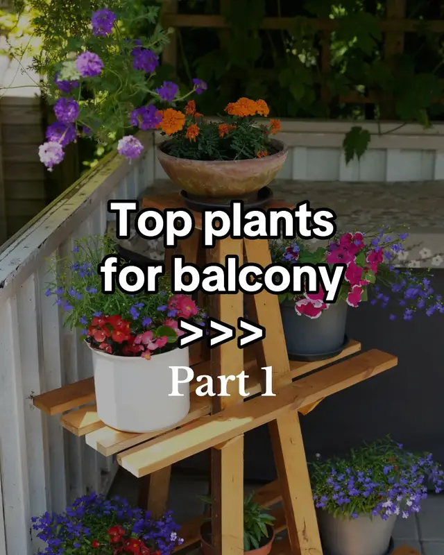 Looking to upgrade your spring balcony or terrace garden? Here are some of the best outdoor plants that thrive in containers and small spaces. Whether you’re into low-maintenance options or want to create a lush patio vibe, these balcony-friendly plants are perfect for urban gardening. Ideal for sunny spots and cooler spring nights! #balcony #balconygarden #balconydecor #terrace #outdoorplants #balconymakeover #summerplants #springplant #balconyplants #terraceplants  #containerplants #springgarden #urbangardening #plantsmakepeoplehappy #patioideas #springplants  #gardeningtips #greenbalcony #outdoorvibes