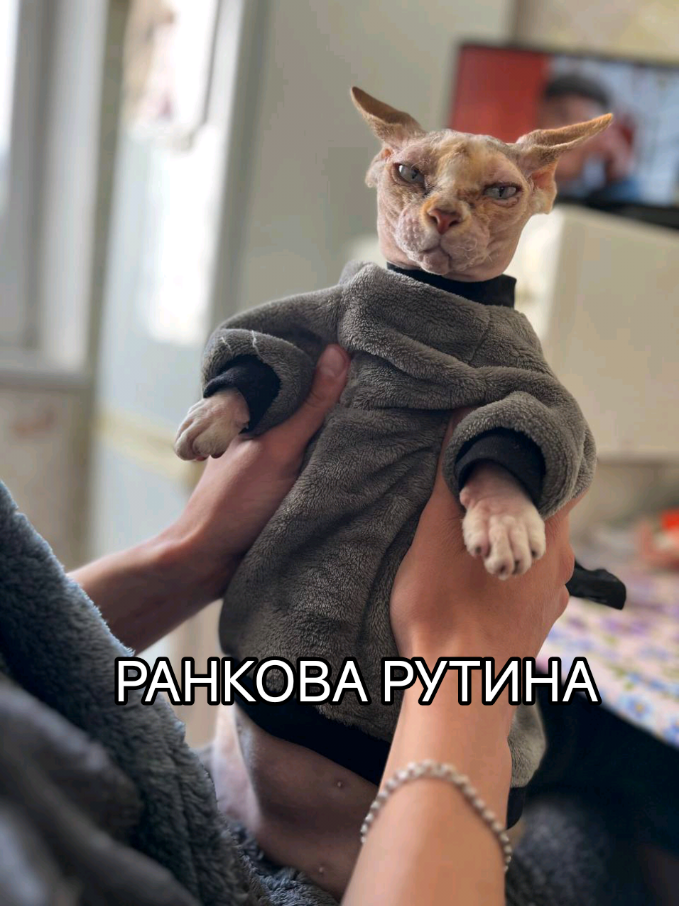 а що ви робите вранці?😅 #Євра #канадськийсфінкс #sphynxcat #sphynx #cat #ранок 