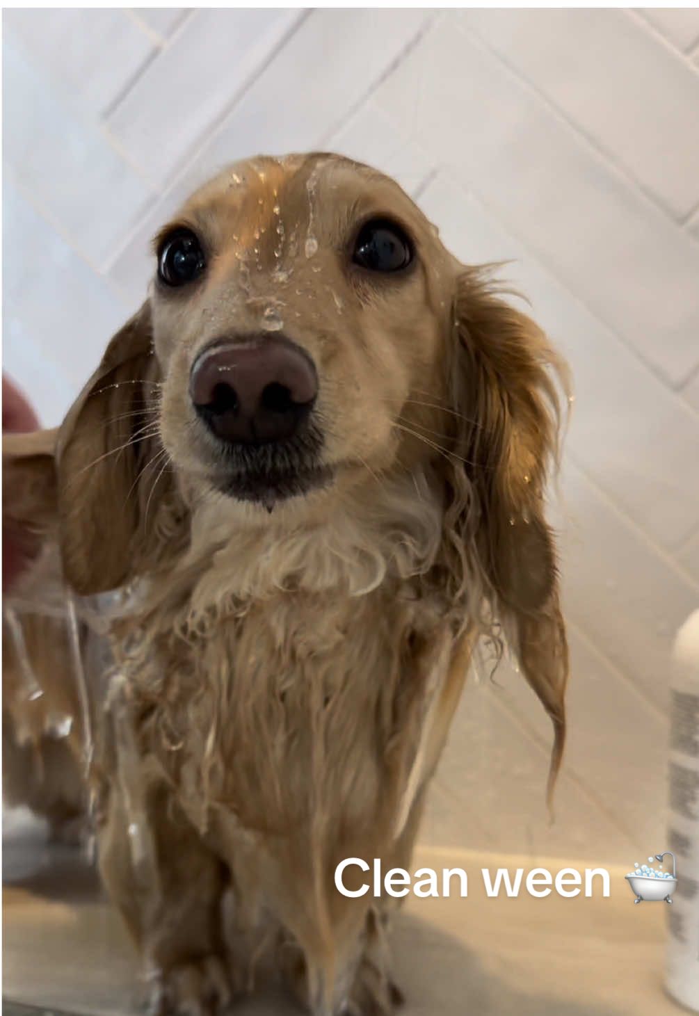 How to wash your weenie #dog #dogsoftiktok #dachshund #dachshundsoftiktok #doggrooming #asmr 