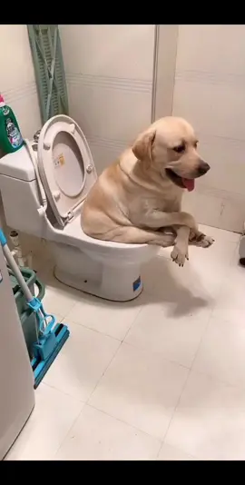 #dog #funny #funnyvideos #xuhuong 
