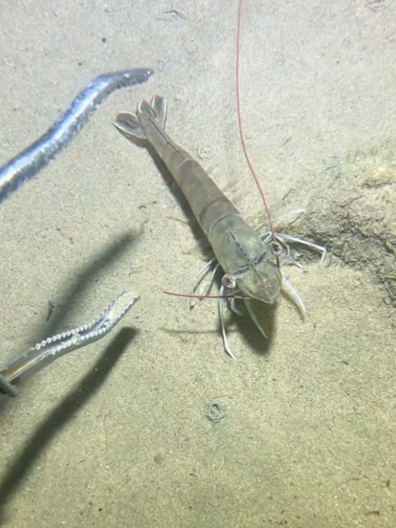 #diving #crab #catchthesea #seaside #seafood #fish #eel #lobster #seangsolofishing