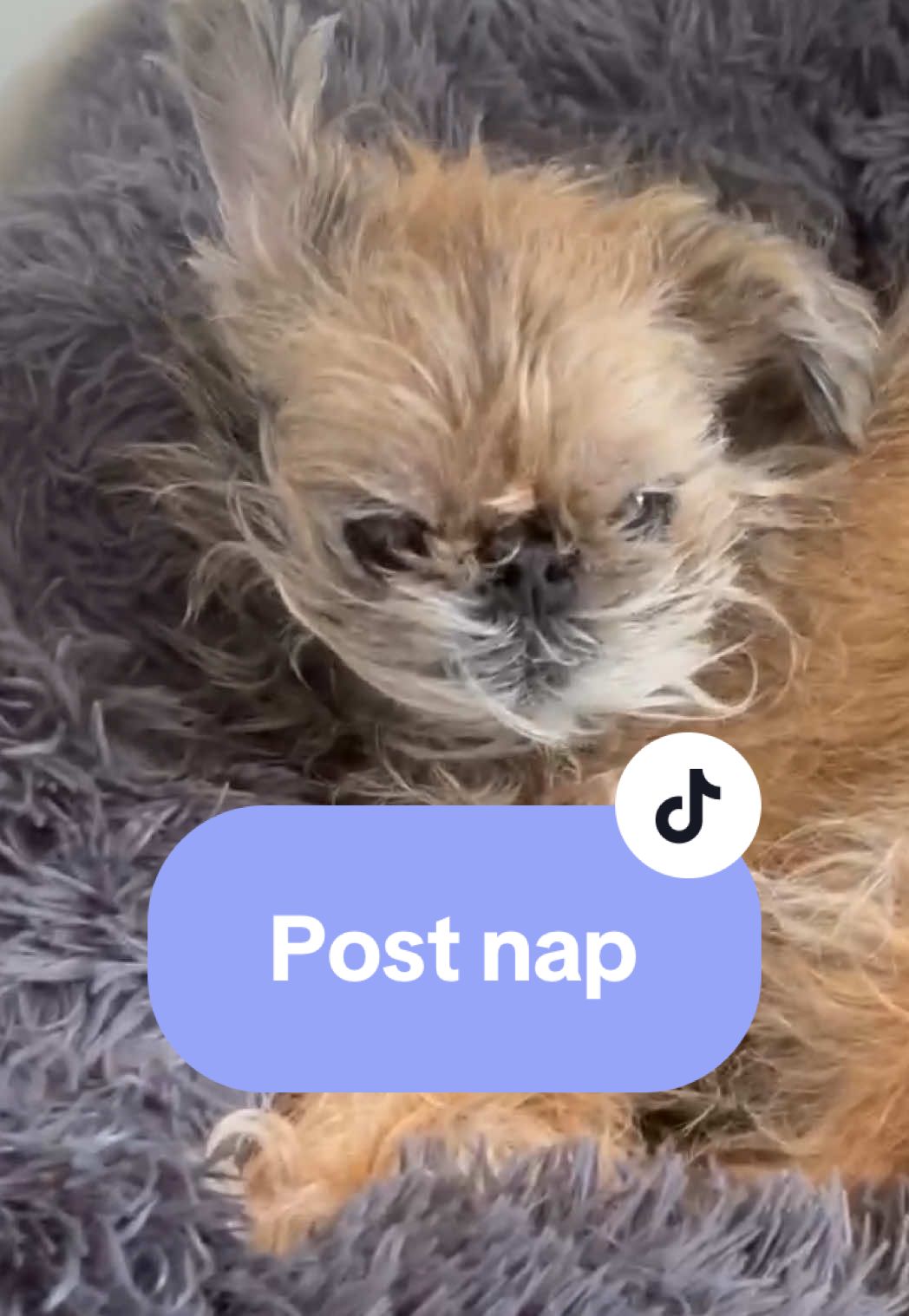 The kind of nap you forget where you are  #naptime #dogsoftiktok #nap #whatthehell #nyc #ittystagram #brusselsgriffon 