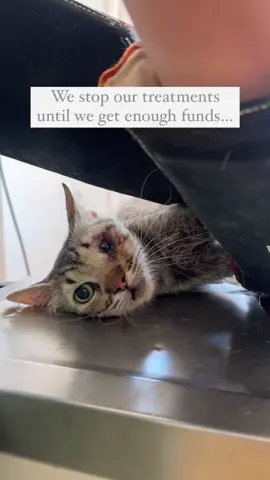 #Repost  WE ARE HELPLESS ‼️‼️‼️‼️‼️ This is an emergency guys… Today clinic sent Jack, Lana and Claire’s remaining vet bills and in total we need 2890$ for them… Until we pay their bills, we can no longer afford another treatment. We are so sorry but this is beyond our  budget…  We need 289 people who can donate 10$ for them. Please please please consider donating 😭❤️😭 Every single person is so so so appreciated 💗💗💗💗💗 Donation link is in bio 💕🙏🏻 #catlover #catrescue #fipwarriors #fipcat #animallovers #animalrescue #kittenlovers #kitten #kittenrescue #straykitten #straycat #straycatrescue #animals #helpanimals #help #helpothers #helpme 