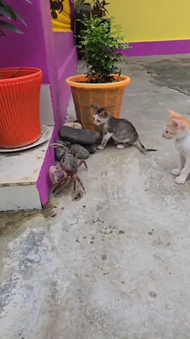 Funny cats and crab  #Cats #Meow #Fyp #Funnycat #Animals #viralvideo 
