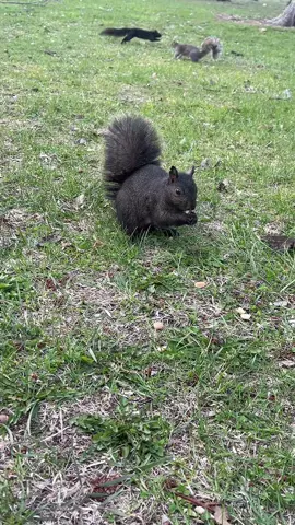 Feeding 🐿️   #squirrels #squirrelsoftiktok #squirrelgirl #squirreltok 