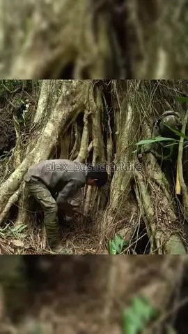 Building a Shelter in the Wilderness P1 #bushcraft #camp #camping #survival #shelter #Outdoors #outdoor #viralvideo #fyp #construction #wildlife #build