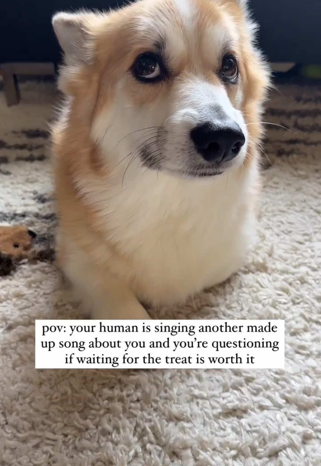 daily struggle 😂 #corgi #corgisoftiktok 