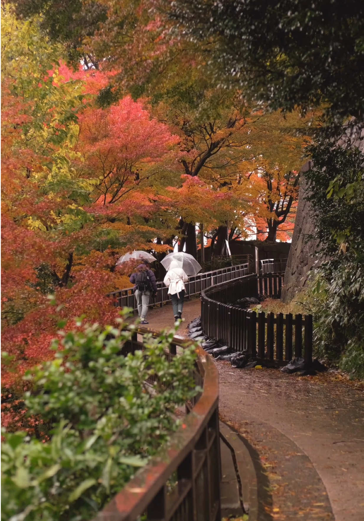 Japan is truly an autumnal, serene heaven during late October/early Novemeber 🥹🍂 international travel takes awhile to plan so time to start 😌 these clips were taken in Tokyo, Komatsu, and Kanazawa!