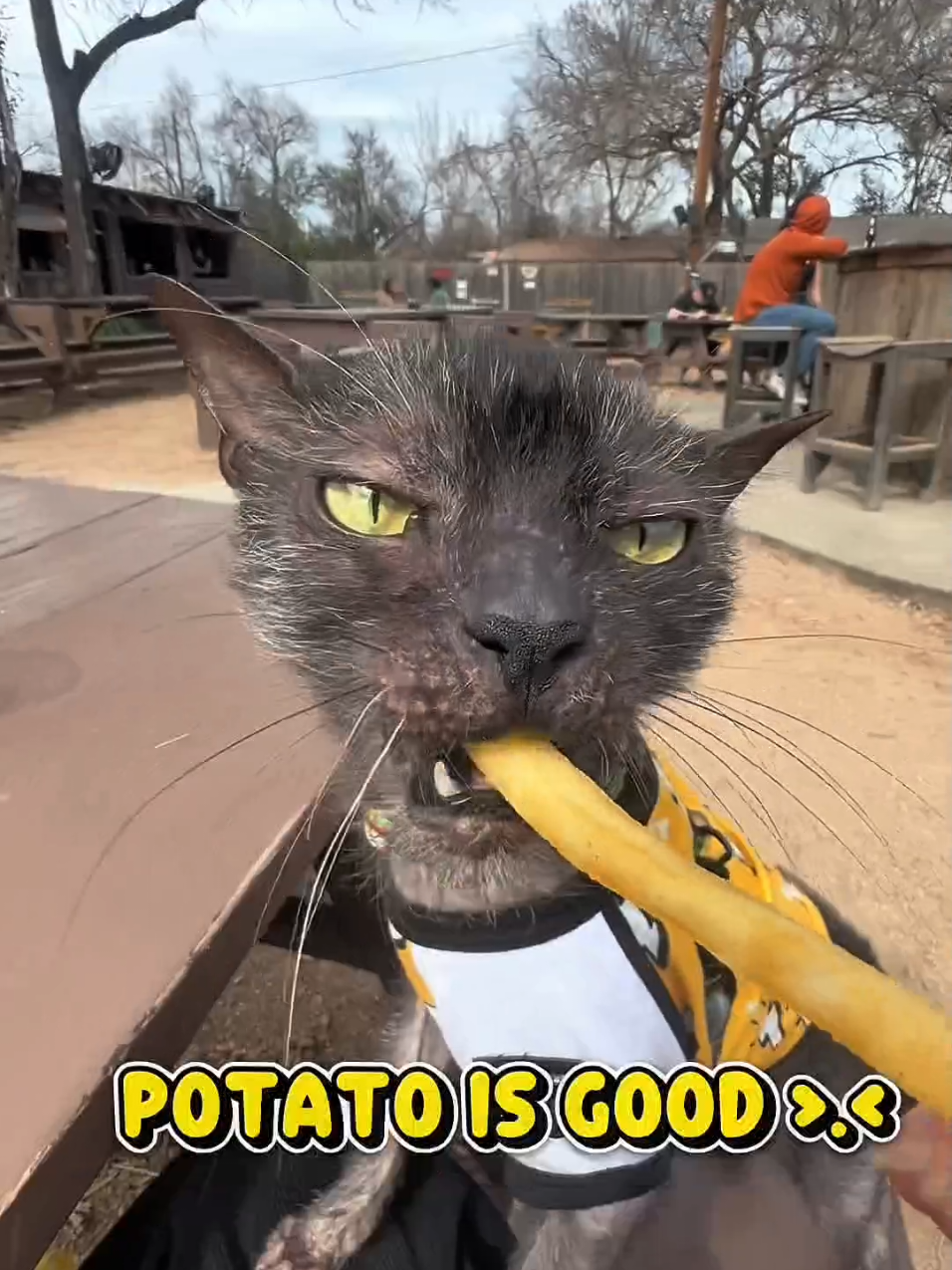 I am eating a hamburger 🍔 (cat version) #catmemes #funnycats #hamburger 