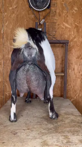 #goat #goats #goatfarm #asmr #farmasmr #farming #farm #feed #feeding #feedingroutine #morningroutine #nightimeroutine #chores #farmchores #feedwithme #closingshift #openingshift #sounds #dairy #dairygoat #formula #formulashortage #milk #goatmilk #goatsofticktok #babygoat #bottlebaby #healthadepopit #fy #fyp #goatmilk #goatlotion #goatmilklotion #goatmilksoap #goatmilkcheese #milkmachine #simplepulse 