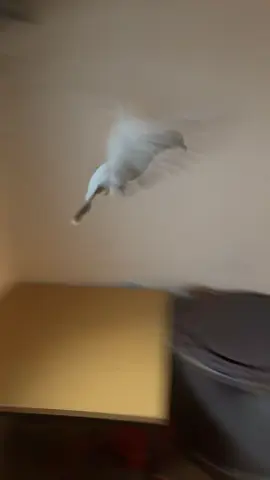 #fyp #fouryoupage #tauben 