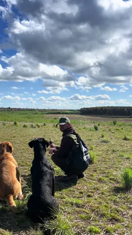 Harry getting closer to delivering .. #labradorretriever #chocolatelab #foxredlab #yellowlab #blacklabsquad #training #teampureflax #gundogtrainer  #slingleygundogs #pickingupteam  #instavideo