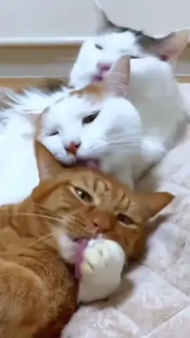 cat cleaning core🧼✨
