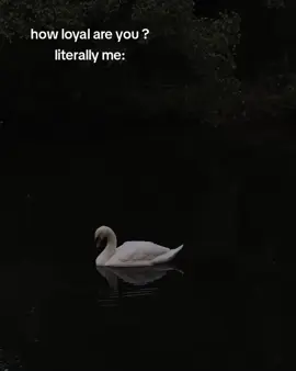 swan loyalty 🦢 #swan #swanaesthetic #aesthetic #foryoupagе #viral #explore #xyzabc 