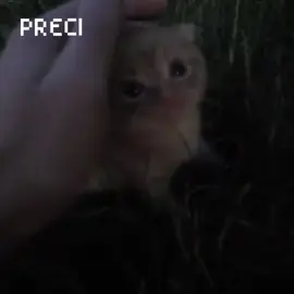 eu amo essa música #stevenuniverse #musics#edit  #cat #kitty #cutecat #cutekitty #escapism