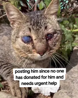 He’s on strong painkillers. He’s eating. He’s fighting. His blood test showed a bit of anemia, but nothing life-threatening for now. And even after everything—he’s still holding on. All I want is for him to one day look at me and feel safe. Even if he can’t see me with his eyes, I hope he’ll see me with his heart. That he’ll understand that someone out there chose to fight for him. That his life matters. His treatment will cost over $1,000, and we’ve barely raised a third. We can’t do it alone. Here’s how you can help Felfoul’s fight: 	•	Donate through the link in our bi 	•	Share this post—you never know who might see it 	•	Comment to help it reach more people Let’s show Felfoul that the world is not just full of monsters. Let’s show him the beauty he never got to see.@Equality for pets  #repost #catsoftiktok #catrescue #rescuekittens #catsfollowers #cats @Equality for pets #straycatsoftiktok #communitysupport #catstiktok #unitedkingdom #usa #europe #germany #switzerland #furryfriends