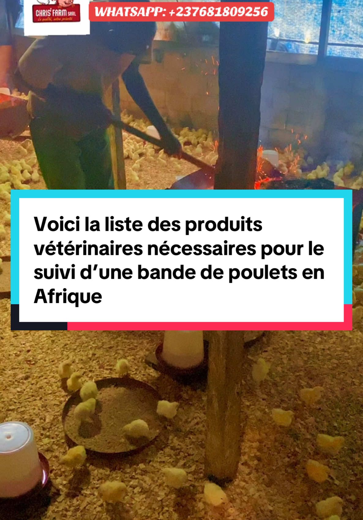 Voici la liste des produits vétérinaires nécessaires pour le suivi d’une bande de poulets de chair en Afrique. Avec de la détermination, du travail acharné et les bonnes connaissances, vous pouvez réussir dans l'élevage des poulets et bâtir un avenir meilleur pour vous-même et pour votre communauté. Alors, qu'est-ce que vous attendez ? Démarrez votre aventure dans l'élevage des poulets aujourd'hui même ! Christ Farm SARL est là pour vous accompagner dans votre projet d'élevage de poulets.  Nous offrons des formations en ligne et en presentiel en élevage des poulets, porcs et nutrition animales, des conseils et des produits de qualité pour vous aider à réussir dans ce domaine. Rejoignez votre communauté sur Whatspp pour plus d’informations en cliquant sur le lien suivant: https://chat.whatsapp.com/FPifRJ1MWWi50Tdj7w9cch #aviculture #elevage #RéussiteProjetElevage #poules #investir #poulets #ChristFarmSARL #conseilducoach 