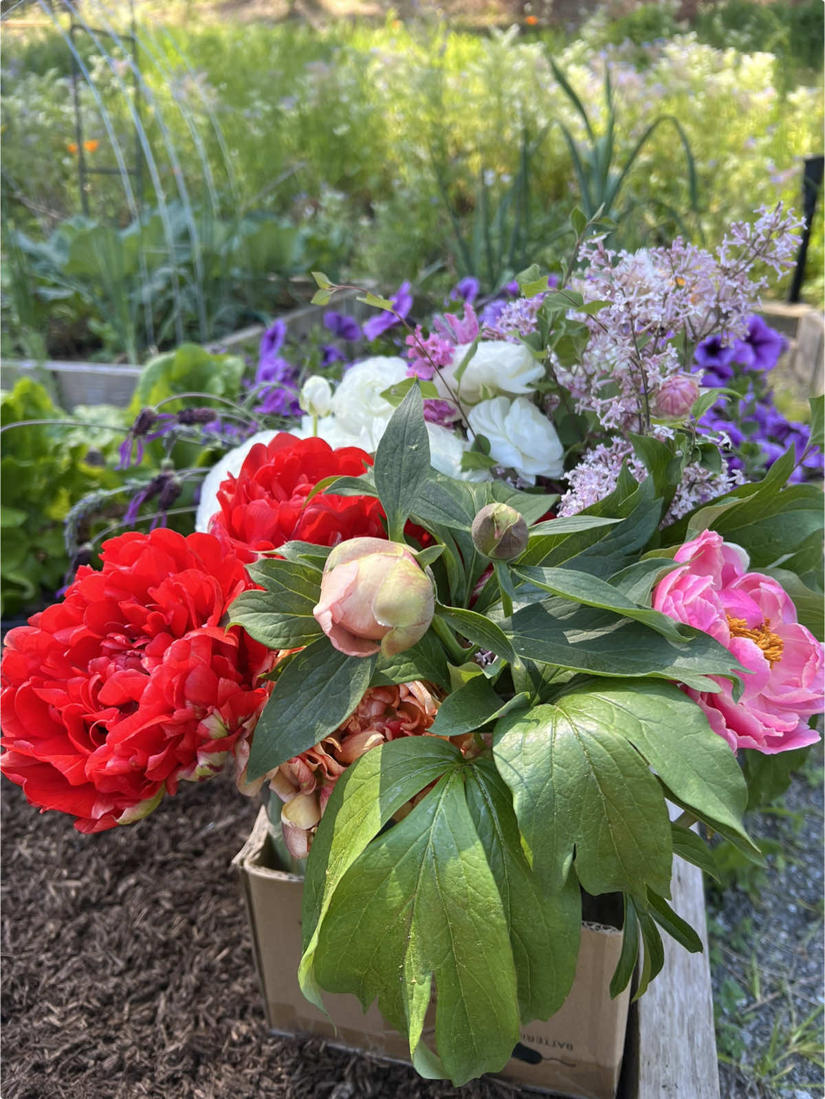 Bouquets from the garden for our baby shower 🩷 #gardentok #flowers #ranunculus #tulips #lilac #strawflower #lavender #peonies 