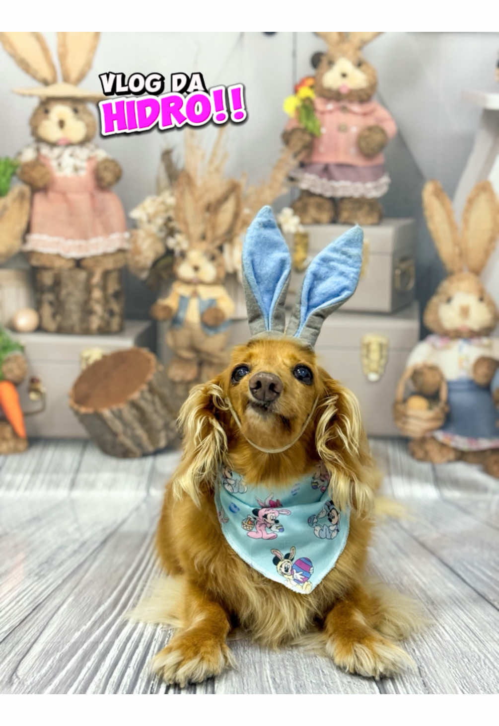 Vlog da hidro!! Este é um dos tratamentos que ele vem fazendo para sua reabilitação após perder os movimentos das patinhas traseiras devido a hérnia de disco 💔 #dachshund #reabilitação 