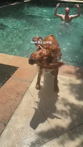 Our little dolphin… cami’s first swimming lesson @Cami & Jojo  #puppytiktok #goldenretriever #dogswimming #swim #swimming #pool #poolday 