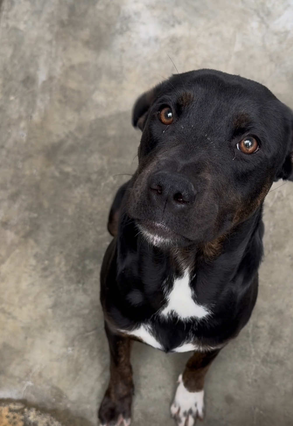I don’t even have words for 10 month old Estrella. How do angels end up behind bars? 😔 she is special and beautiful and has a heart that just wants to be loved, forever. She’s such a pure soul. 😔 We love you Estrella. Your person is coming. 😔🤍 ESTRELLA 🥺 A2185687  📍South LA Animal Shelter  1850 W 60th St Los Angeles, CA  90047 United States  #fyp #foryou #foryoupageofficiall #dogs #dogs #dogsoftiktok #dogtok #rescue #rescuedogs #adopt #adoptadog #adoptdontshop #shelterdogs #shelter #foryoupage #fypofficial #doglover #doggo #dogmom #fypシ #puppy #puppies #puppytok #puppiesoftiktok#puppiesoftiktok