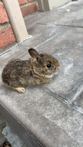Poor little baby rabbit hopefully the mother returns back for her!#baby#babyrabbit#animals#ohiostate#cincinnati#work#poorbaby#bunny#cute#strong#survivor#fighter#worklife#atwork 