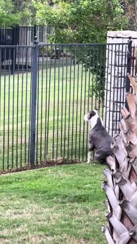 Freya loves to see a squirrel coming #dogsoftiktok 