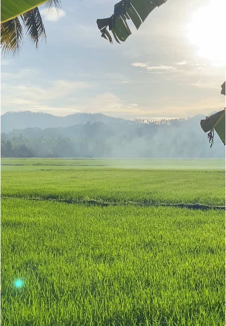 Morning walk with this kind of view 🍃🌳  #Glan #nature #walking #morningrun 