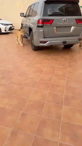 #تاجوراء🔥طرابلس🔥🦅زليتن❤️✌🏻مصراته💯 #tutorial #ليبيا_طرابلس_مصر_تونس_المغرب_الخليج #اسد #ترند #تاجوراء #cat 