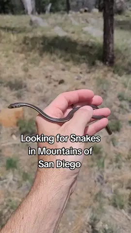 #rattleblade #stripedracer #snake #pov #Rattlesnakes  #Outdoors #new #viral #snakes #sandiego #fypシ  #rattlesnake #fyp #wildlife  #foryoupage #reptile #animals  #nature #Outdoors  #2025 #california #trending 