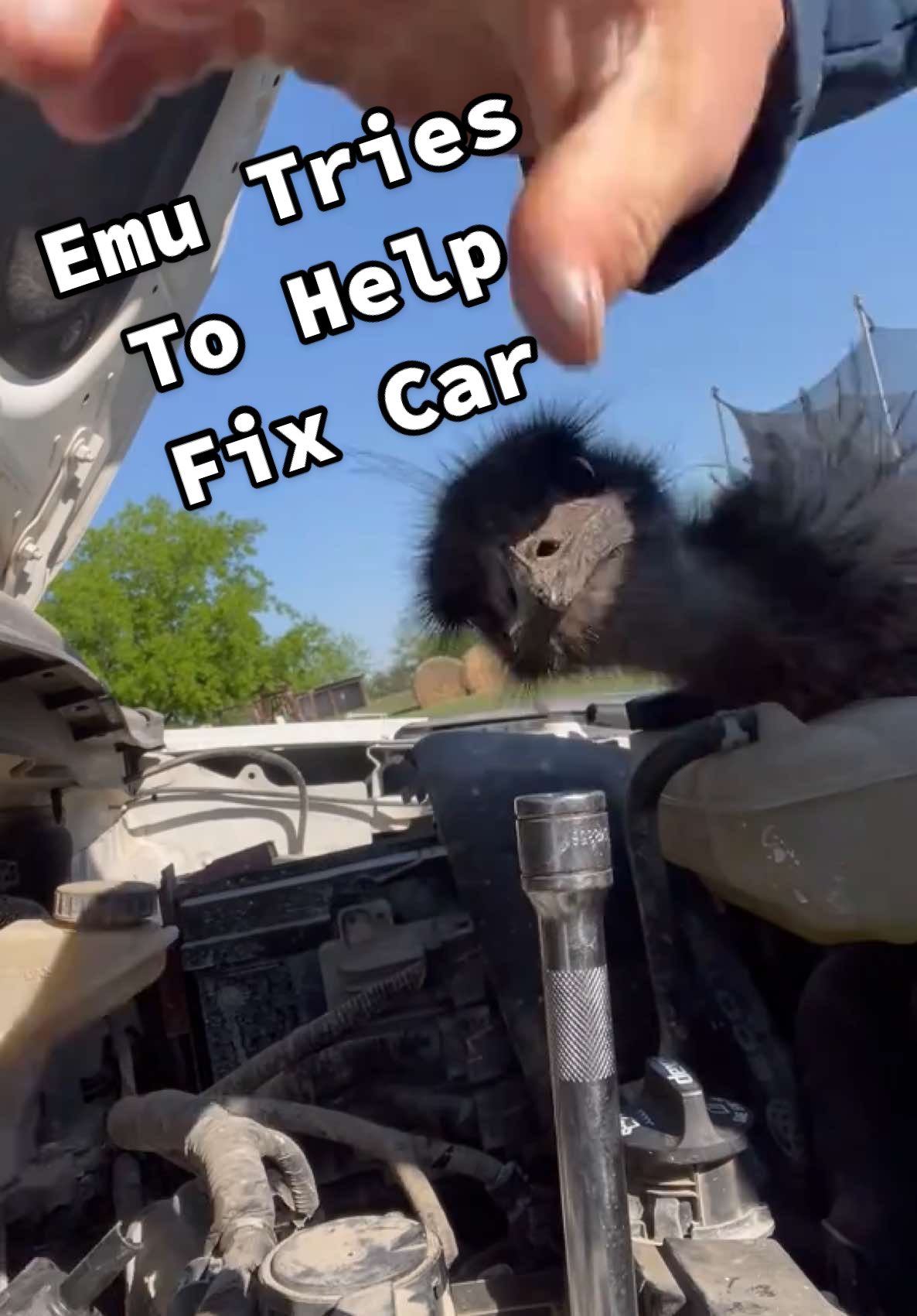 just arguing with a dinosaur nbd 😂😂 (Via -  Jonathan W.) #EmusOfTikTok #Emu #fyp #Dinosaur