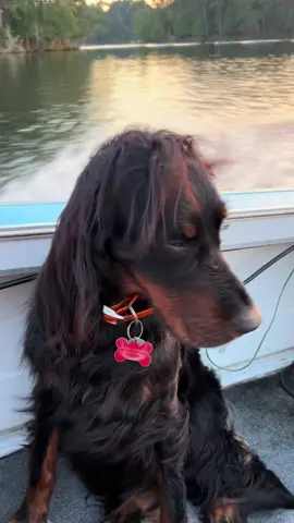 Summer is almost here #goldenhour #gordonsetter #minnesota #theonlyreason 
