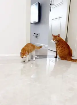 My cat seems to be broken #cat #cats #catsoftiktok #fyp #Funnycat #catlover #kitten #funnyvideo #usa #kitty #cutecat 