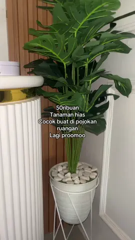 Tanaman hias #tanamanhias #tanaman #tanamanviral 