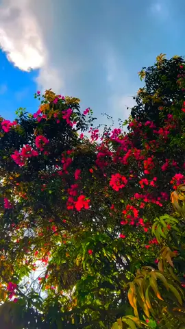 Sunny li*one song 😬🤧 #backgroundvideo #foryoupage #foryou #statusvideo #viral #viralvideo #unfrezzmyaccount 