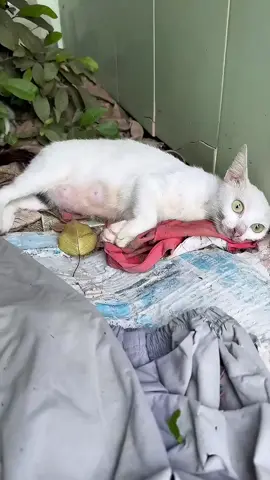Rescue a family cat 🙏🙏🙏🙏🙏❤️❤️❤️❤️❤️❤️#rescue #rescuecat #rescueanimals #cat #animals #fyp 