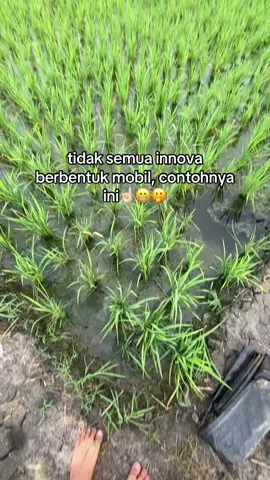 aset masa depan iki cah🥰#fyppppppppppppppppppppppp #bismillahsugihberkah #sawahpedesaan 