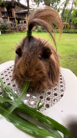 Watch this guinea pig go nuts over his favorite snack — cuteness overload! #pets #guineapig #cute