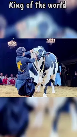 KING OF THE WORLD 🌎  FINE CATTLE FARM VIRAL VIDEO #cattle #viralvideo #foryoupage #foryou #qurbani #shorts #finecattlefarm 