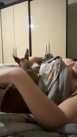 O ataque da coberta #aliceecacaupinscher #pinscher #doglover💕🦮 #cacau #cobertanova #dog #amordepet🐕🥰❤️ #dogpincher🐕 