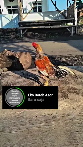 ojo hilang sek Ko Eko pitekku metu sesokk😭 #ayambangkoksuper #salamsatuhoby🐓🐓🐓🙏 #botohayam #sadstory #fyp #foryoupage #foryou 