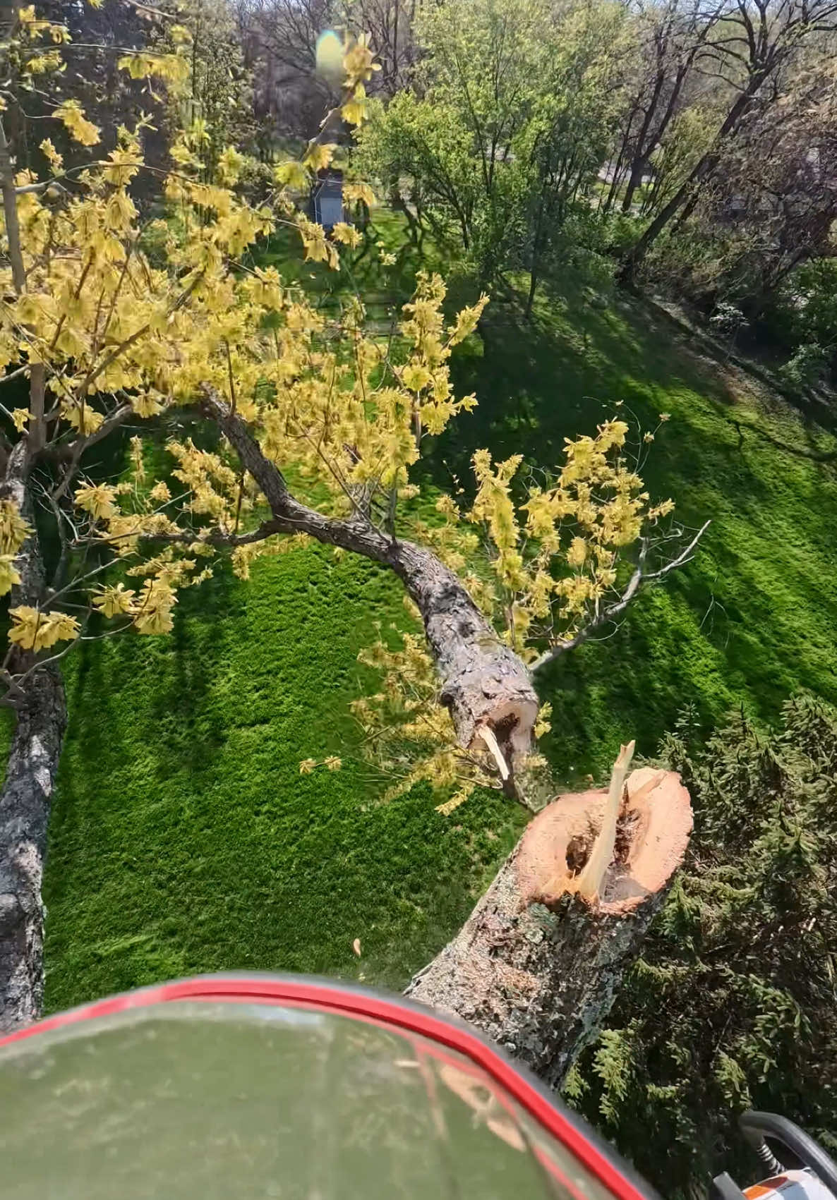 #treework #arbortec  🌲🌳🤙🏼
